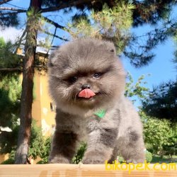 Pomeranian Boo Blue Merle Nadir Anne Baba Secereli Safkan Yavrumz 4