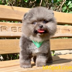 Pomeranian Boo Blue Merle Nadir Anne Baba Secereli Safkan Yavrumz 2