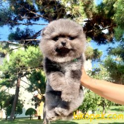 Pomeranian Boo Blue Merle Nadir Anne Baba Secereli Safkan Yavrumz 5