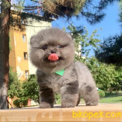 Pomeranian Boo Blue Merle Nadir Anne Baba Secereli Safkan Yavrumz 3