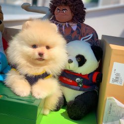 Pomeranian Boo Büyümeyen Irk Yavrularımızdan 3