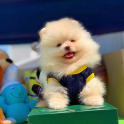 Pomeranian Boo Büyümeyen Irk Yavrularımızdan 1