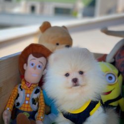 Pomeranian Boo Büyümeyen Irk Yavrularımızdan 2