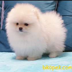 Pomeranian Boo #carla 1