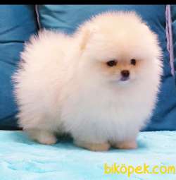 Pomeranian Boo #carla 2