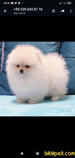 Pomeranian Boo #carla 3