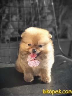 Pomeranian Boo Teacup 0° 1