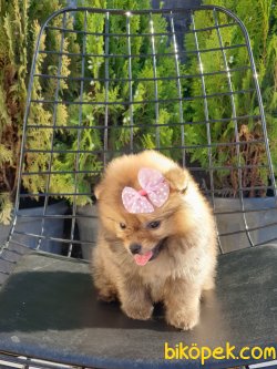 Pomeranian Boo Teacup 0° 3