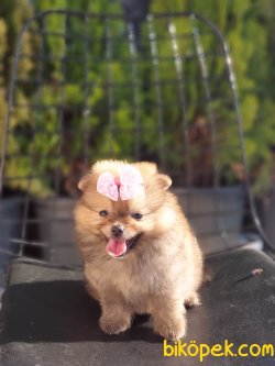 Pomeranian Boo Teacup 0° 2