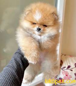 Pomeranian Boo Disi Show Kalite Anne Baba Secereli Yavrumuz 2