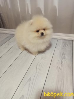 Pomeranian Boo Dog Teddy Bear 3