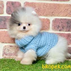 Pomeranian Boo En Çok Çeşit Görmek Için Bize Ulaşınız 3
