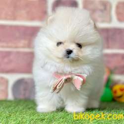 Pomeranian Boo En Çok Çeşit Görmek Için Bize Ulaşınız 2