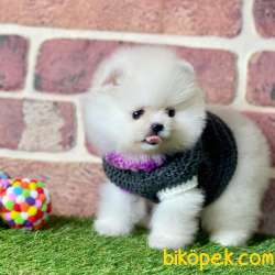 Pomeranian Boo En Çok Çeşit Görmek Için Bize Ulaşınız 5