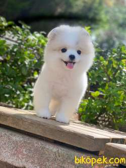 Pomeranian Boo  En Iyisi 1