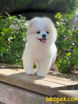 Pomeranian Boo  En Iyisi 4