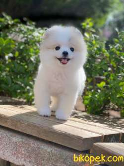 Pomeranian Boo  En Iyisi 2