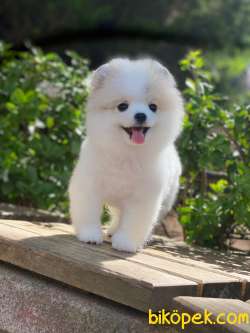 Pomeranian Boo  En Iyisi 3