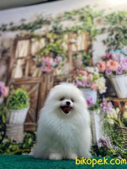 Pomeranian Boo Erkek Dişi 4