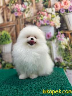 Pomeranian Boo Erkek Dişi 5