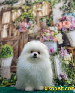 Pomeranian Boo Erkek Dişi 3