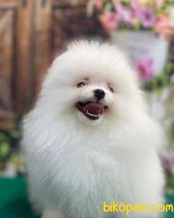 Pomeranian Boo Erkek Dişi 1