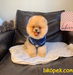 Pomeranian Boo Fci Secereli Eğitimli 1