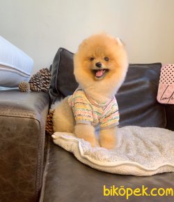 Pomeranian Boo Fci Secereli Eğitimli 3
