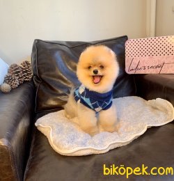 Pomeranian Boo Fci Secereli Eğitimli 5