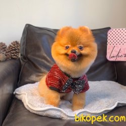 Pomeranian Boo Fci Secereli Eğitimli 2