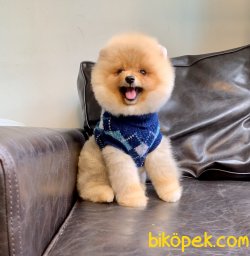 Pomeranian Boo Fci Secereli Eğitimli Asili 4