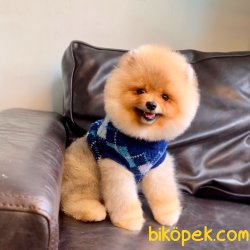 Pomeranian Boo Fci Secereli Eğitimli Asili 1