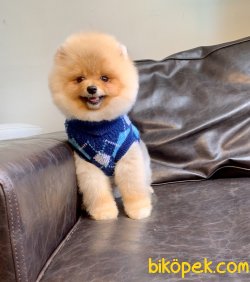Pomeranian Boo Fci Secereli Eğitimli Asili 3