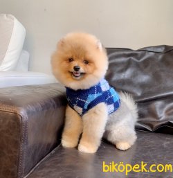 Pomeranian Boo Fci Secereli Eğitimli Asili 2