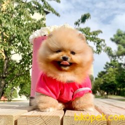 Pomeranian Boo Gülen Surat Yavrularımız 2