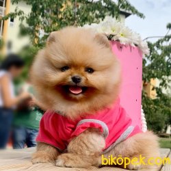 Pomeranian Boo Gülen Surat Yavrularımız 5