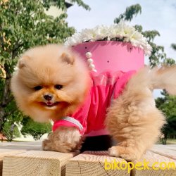 Pomeranian Boo Gülen Surat Yavrularımız 1