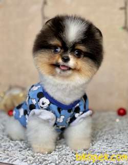 Pomeranian Boo Gülen Suratlı Yavrularımız 3