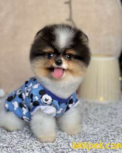 Pomeranian Boo Gülen Suratlı Yavrularımız 1