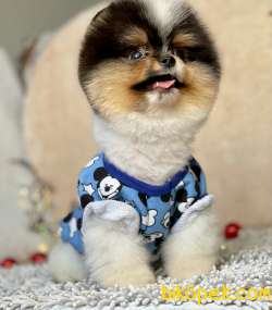 Pomeranian Boo Gülen Suratlı Yavrularımız 4