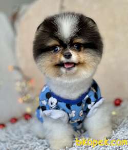 Pomeranian Boo Gülen Suratlı Yavrularımız 2