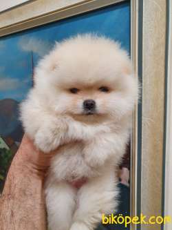Pomeranian Boo Gülen Yüz Yavrular 1