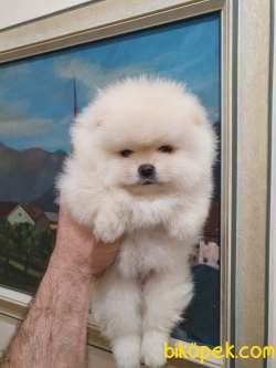 Pomeranian Boo Gülen Yüz Yavrular 4