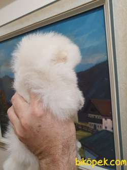 Pomeranian Boo Gülen Yüz Yavrular 3