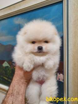 Pomeranian Boo Gülen Yüz Yavrular 2