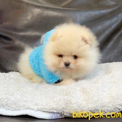 Pomeranian Boo Irk Ve Sağlık Garantili Yavrumuz 2