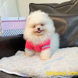 Pomeranian Boo Irk Ve Sağlık Garantili Yavrumuz 1