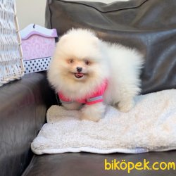 Pomeranian Boo Irk Ve Sağlık Garantili Yavrumuz 3