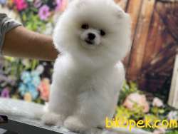 Pomeranian Boo Kar Beyaz 2
