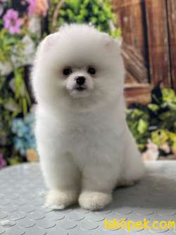 Pomeranian Boo Kar Beyaz 5